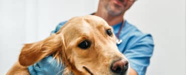 How to Manage Your Veterinarian Costs